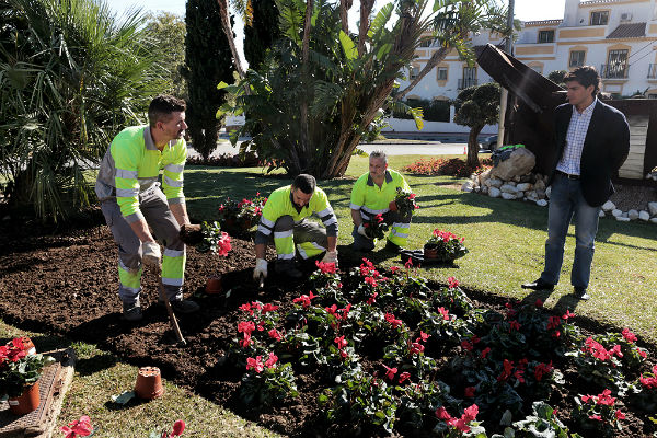El Ayuntamiento viste de Navidad las calles de Benalmádena con la plantación de 7.000 pascueros y otras plantas