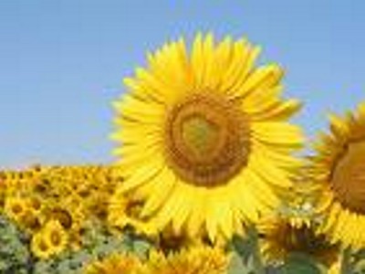 Los girasoles ciegos