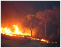 Prevención de incendios forestales