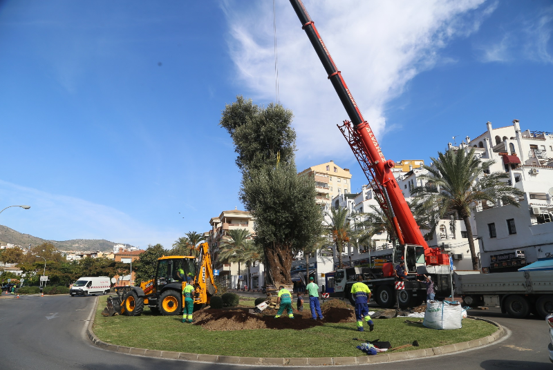 El Ayuntamiento planta un olivo de 16 metros y más de 600 años para embellecer la glorieta frente al Club de la Raqueta