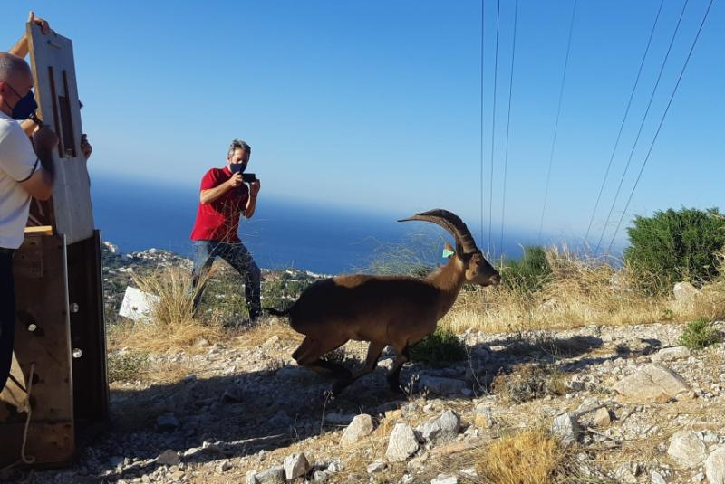 EL AYUNTAMIENTO HA COLABORADO ESTE AÑO EN LA RECOGIDA Y TRATAMIENTO DE CUATRO EJEMPLARES DE CABRA MONTÉS