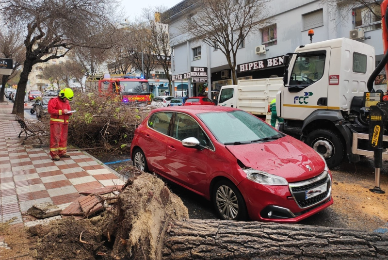 EL AYUNTAMIENTO PROCEDE A LA REPOSICIÓN DE 14 OLMOS DE LA AVENIDA SALVADOR VICENTE ANTE EL RIESGO DE CAÍDA