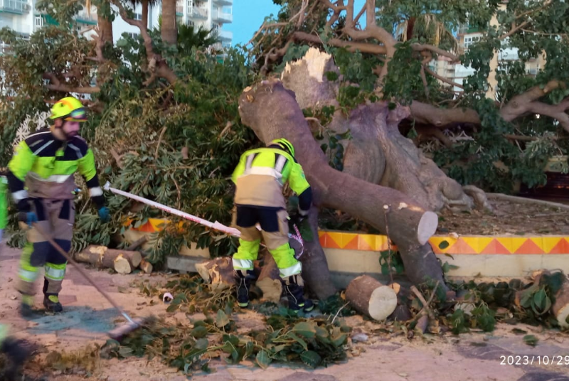 Las dos últimas borrascas dejan un balance de nueve grandes árboles caídos, una decena fracturados y seis con ramas sobre la vía pública