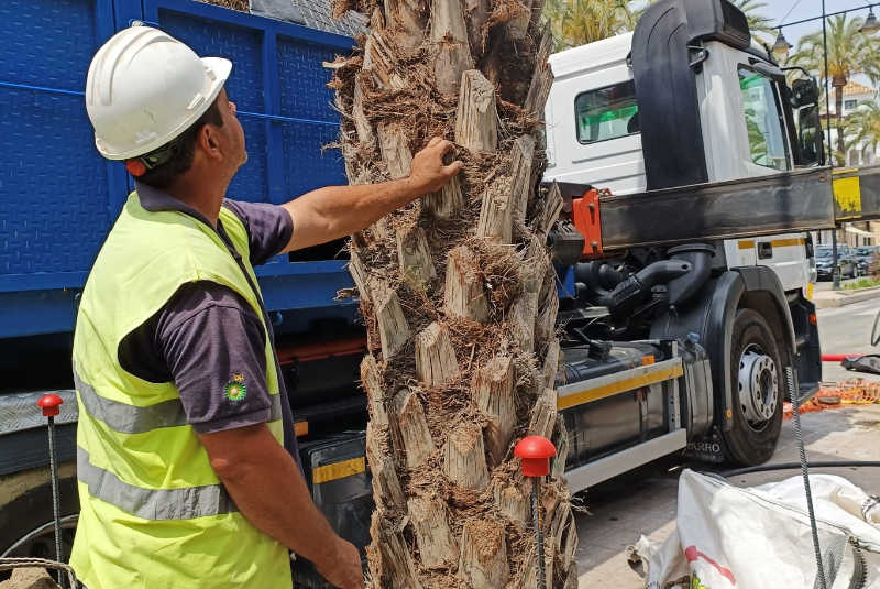 Avanzan los trabajos de reposición de las palmeras en la costa, que se llevan a cabo con agua no potable