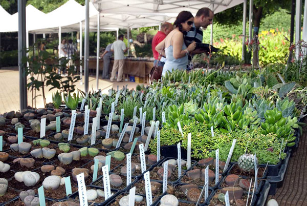 V Feria de Cactus y otras plantas de colección.