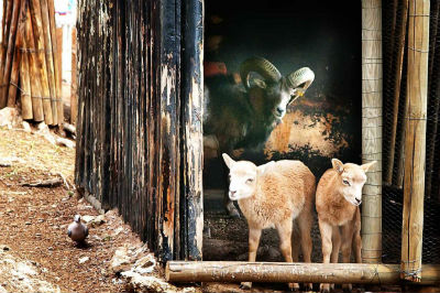 El Parque de La Paloma incrementa su colección zoológica con tres nuevas crías de muflones
