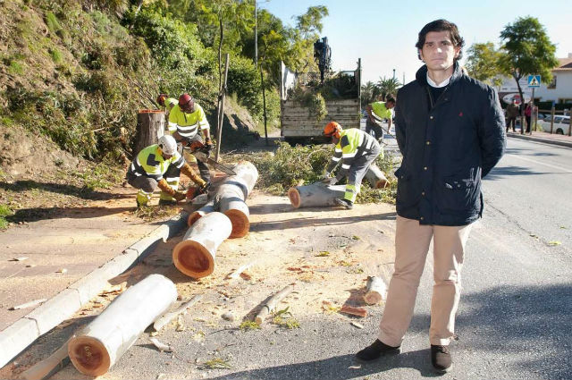 El Ayuntamiento acomete la tala de dos eucaliptos en la avenida Arroyo Hondo