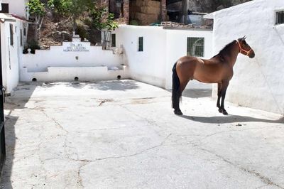 El Ayuntamiento de Benalmádena Obtiene el Compromiso de la Junta de No Desalojar a los Caballos de la Zona Ganadera.