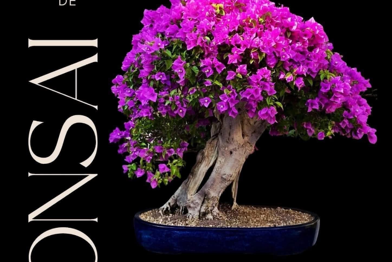 X CONGRESO ANDALUZ DE BONSAI III CONGRESO ANDALUZ DE SUISEKI