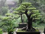 XX Congreso Nacional del Bonsai    A.E.B.