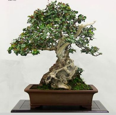 XXV Muestra de Primavera de Bonsai y Suiseki