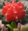 IV Feria de Cactus y otras Plantas de Colección