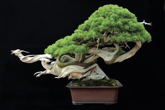 Exposición de Bonsai BENALOLEAD